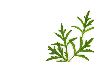 Mugwort or artemisia annua branch green leaves isolated on white background.