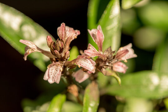 Justicia gendarussa flowers on nature background.