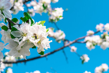 A bee and a branch of a blossoming apple tree against the sky.
