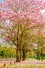 Fototapeta premium Pink trumpet shrub street flowers on nature background.