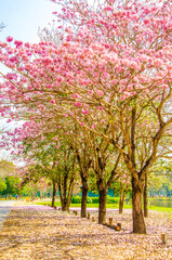 Naklejka premium Pink trumpet shrub street flowers on nature background.