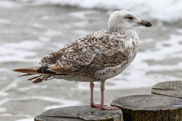 One large seagull stands on a wooden breakwater in the sea