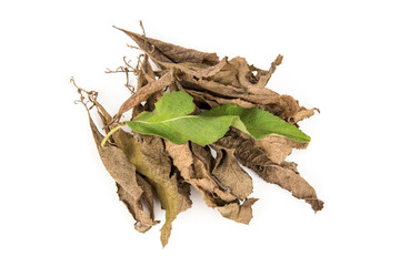 Fresh and dried ngai camphor tree green leaves isolated on white background.