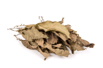 Dried ngai camphor tree green leaves isolated on white background.