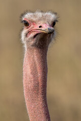 Kopf und Hals eines Straussen Männchen in der Frontale
