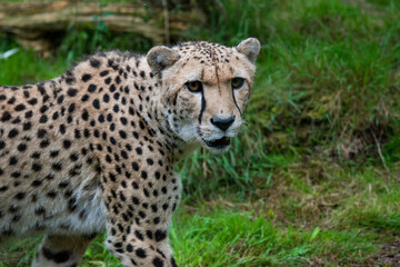 cheetah head