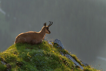 chamois in the Tirol mountains at sunrise