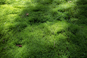 Fototapeta na wymiar background texture of the green forest moss, growing anophyte