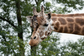 giraffe head