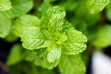Kitchen mint, marsh mint or melissa officinalis green leaves on nature background.