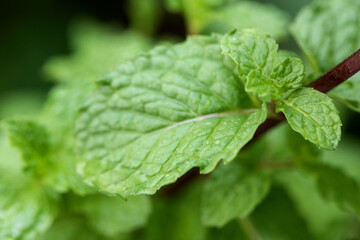 Kitchen mint, marsh mint or melissa officinalis green leaves on nature background.