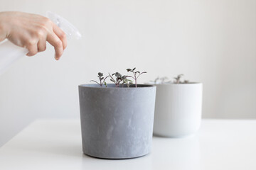 Watering tomato seedlings in a gray pot with a spray bottle at home