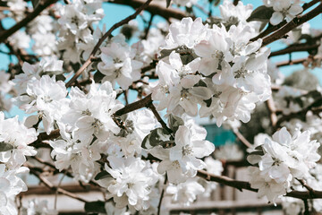 A branch of a blossoming apple tree. Vintage photography.