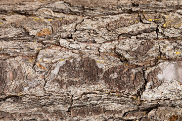 Macro close-up of bark and resin in Pine Forest