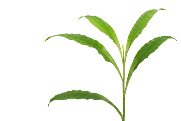 Centotheca lappacea branch green leaves isolated on white background.