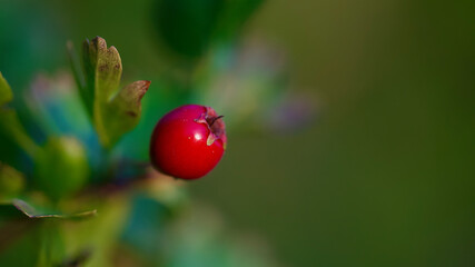 Fototapeta premium ladybug on leaf