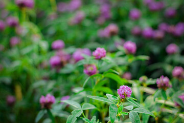 Blooming pink clover flowers on meadow