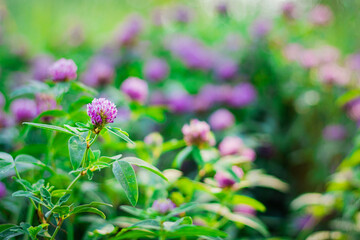 Blooming pink clover flowers on meadow