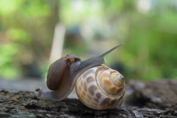 The snail sits beautifully on the sweet mollusk in the rainy season.