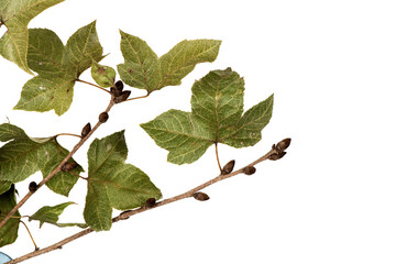 Branch maple leaf isolated on white surface.