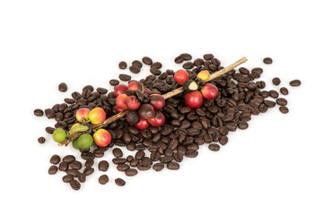 Fresh coffee fruits and roasted coffee isolated on white surface.