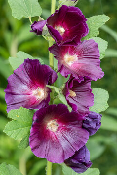 Close up of purple common hollyhock (alcea rosea) flowers in bloom
