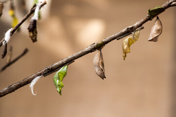 Caterpillar on nature surface.