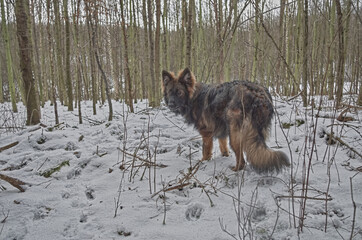 German Shepherd Dog in a forest