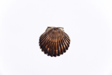 Shells isolated on a white background, types of seashells, isolated beach shells with place to copy and write, summer, beach, sea and holiday backgrounds, brown Scallop shells, top view.
