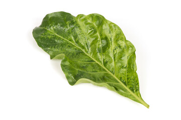 Noni green leaf isolated on white surface.