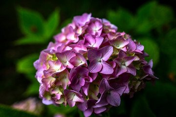 2021 07 04 Valli del Pasubio Hydrangea Macrophylla 4