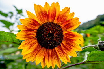 2021 07 04 Valli del Pasubio sunflower 1