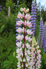 Lupine flowers in different colors on a slope