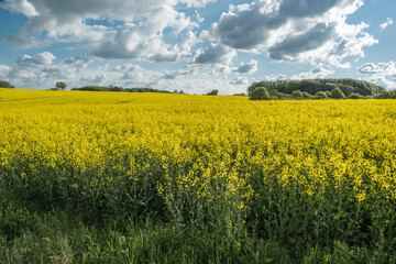 Obraz premium Rapsblüte an der Ostsee fünfte Jahreszeit 