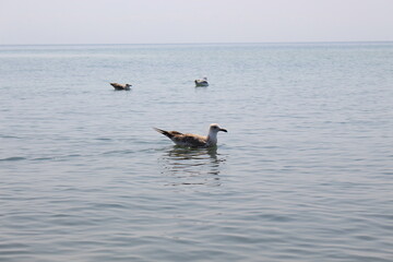 Seagulls sit on sea water near the summer beach