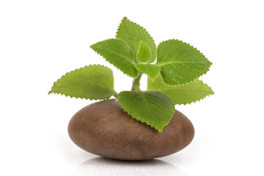 Indian borage, oregano or plectranthus amboinicus branch green leaves isolated on white surface.