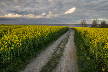 Rapsblüte an der Ostsee fünfte Jahreszeit 