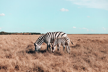 Fototapeta na wymiar Beautiful pregnant zebra and cute baby are walking along the steppe and eating grass on sunny day. Wild horse in the reserve