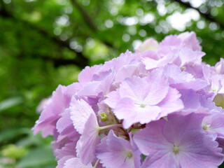 Obraz premium あじさい