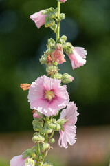 Obraz premium Close up of pink common hollyhock (alcea rosea) flowers in bloom