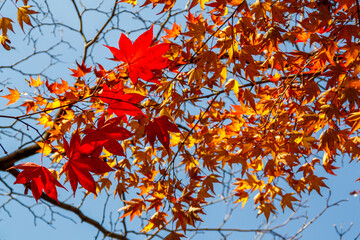 Close up of branches full of red, orange and yellow maple leaves in autumn fall season, in Kyoto, Japan