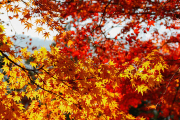 Tree full of red, orange and yellow maple leaves in autumn fall season, in Kyoto, Japan