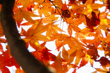 Close up of a branch full of red, orange and yellow maple leaves in autumn fall season, in Kyoto, Japan