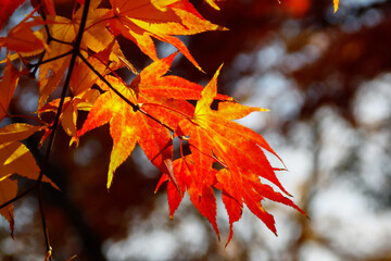 Close up of a branch full of red, orange and yellow maple leaves in autumn fall season, in Kyoto, Japan