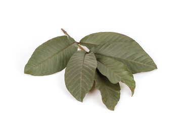 Guava or psidium guajava branch purple leaves isolated on white background.