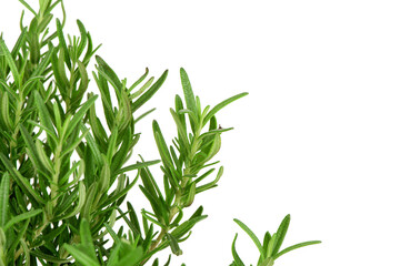 Rosemary flowers and green leaves isolated on white background.
