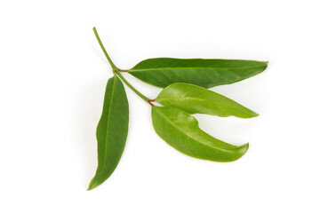 Baegu or gnetum gnemon branch green leaves isolated on white background.top view,flat lay.
