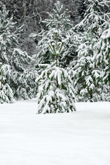 Eevergreen spruce trees covered with fresh snow. Winter background.