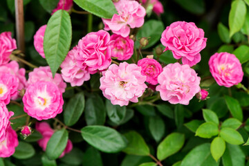 Rose flowers on nature background.