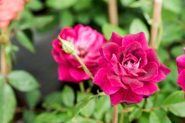 Rose flowers on nature background.